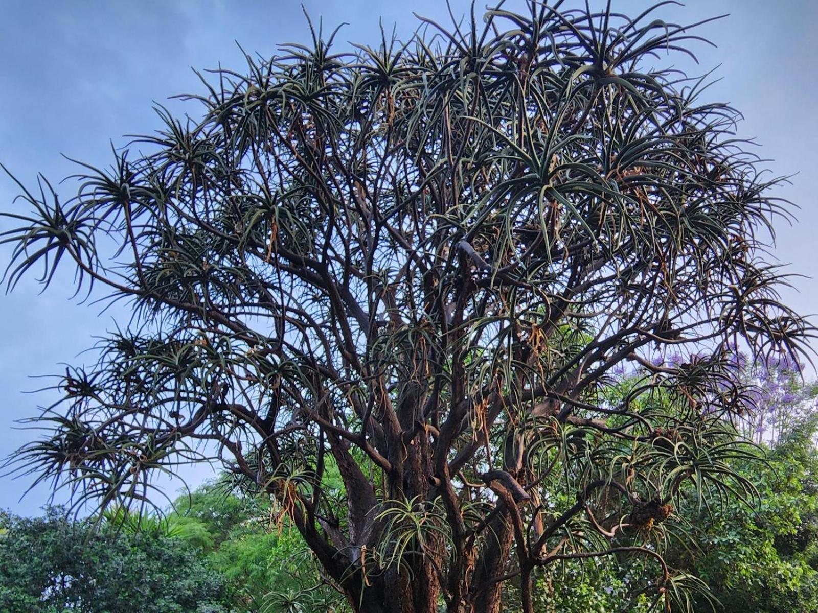 Tree Aloe Guest House Mokopane Exterior foto